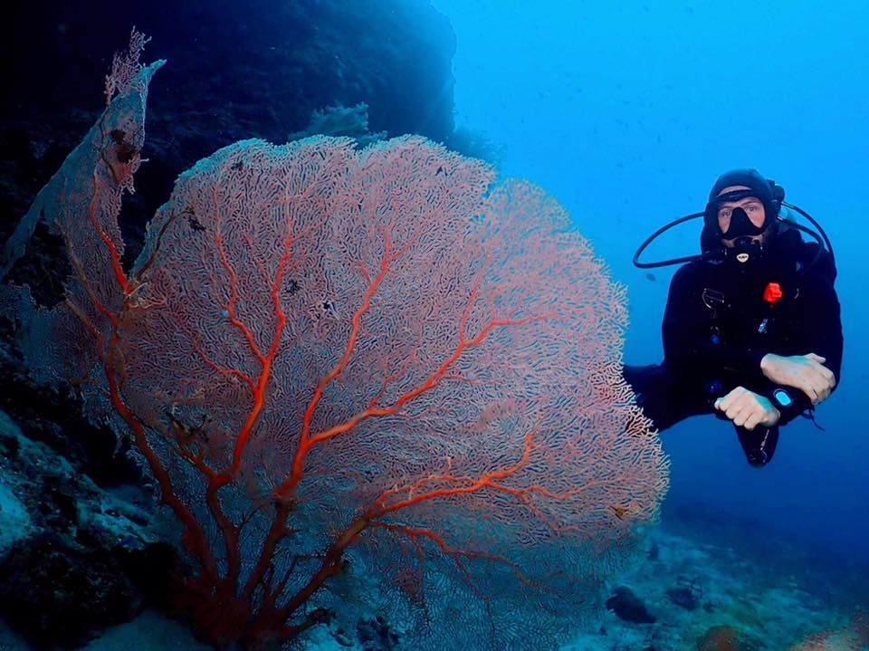 Anilao sea fan coral reef